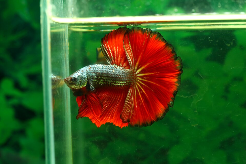 Betta fish hmpk