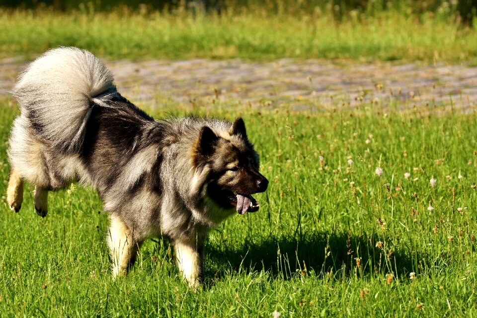 Dog breed pet fur