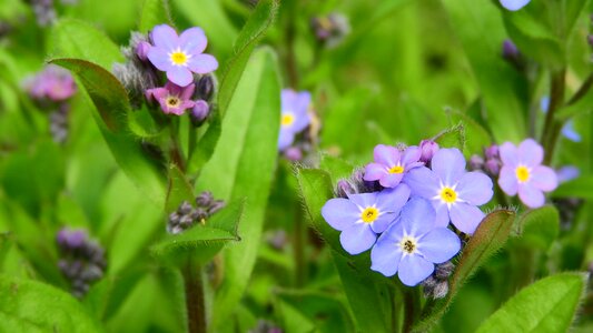 Vernal blue flowers purple flowers photo