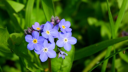 Vernal blue flowers purple flowers
