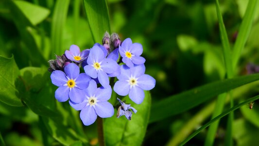 Vernal blue flowers purple flowers photo