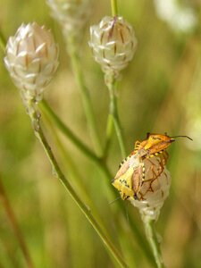 Beetle copulation orange