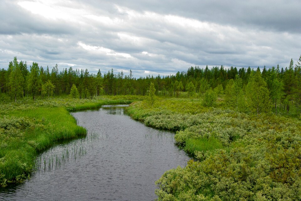 Taiga lapland lichen