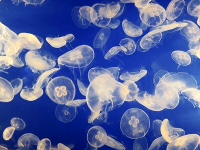 Jellyfish aquarium schirmqualle photo