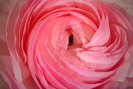 Ranunculus macro ranunculus asiaticus