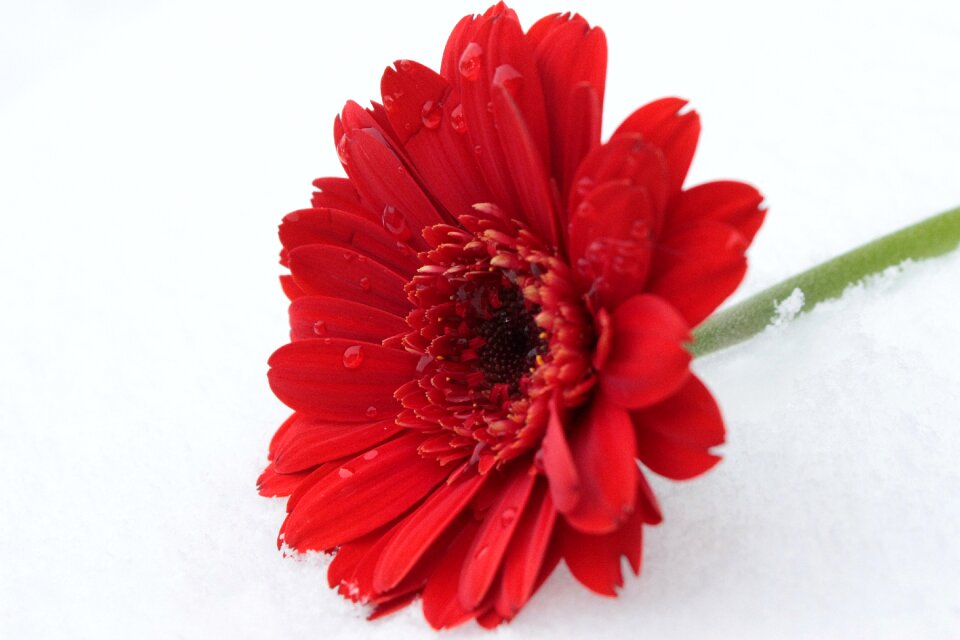Blossom bloom schnittblume