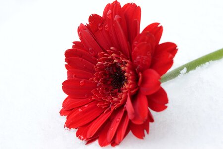 Blossom bloom schnittblume
