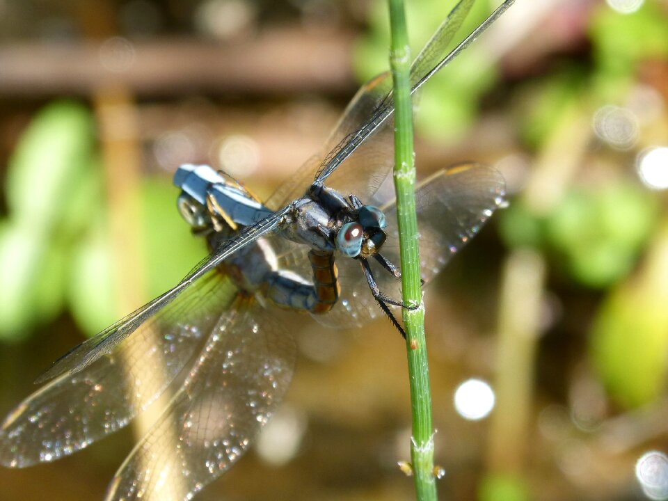 Reproduction insects mating mating photo