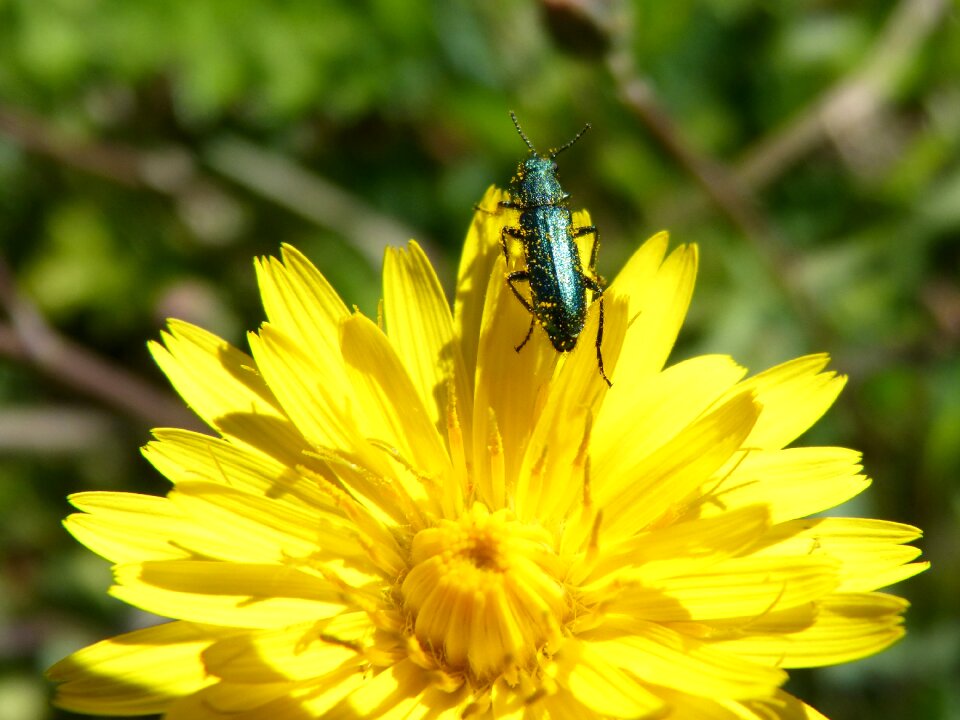 Psilothrix cyaneus taraxacum officinale bitter chicory