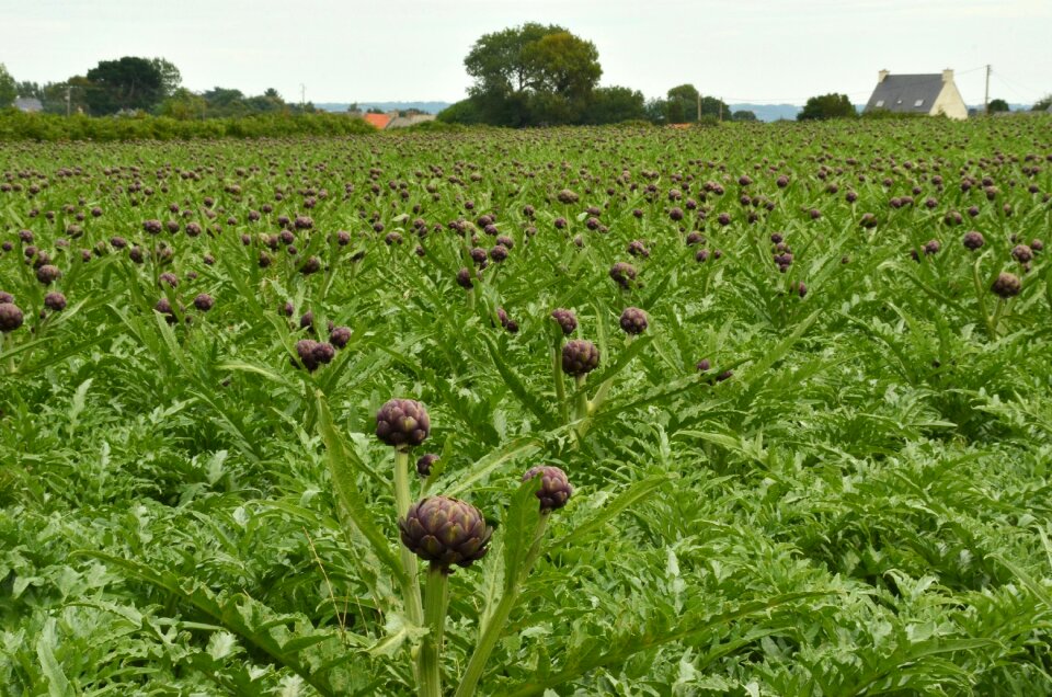 Agricultural food plant