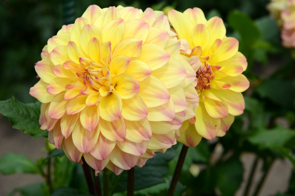 Nature yellow petals