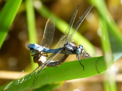 Reproduction insects mating mating photo