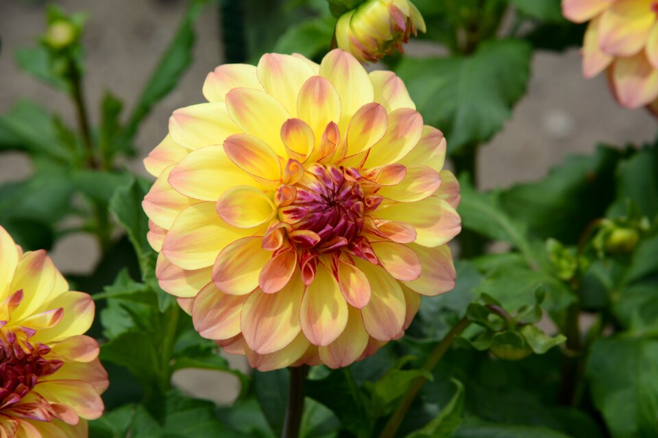 Nature yellow petals