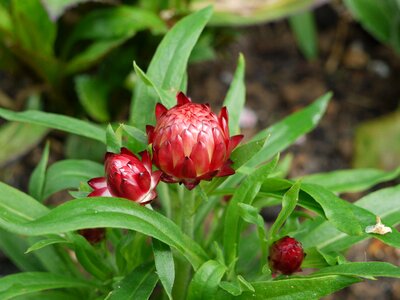 Red young spring