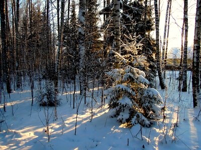 Nature branches terrain photo