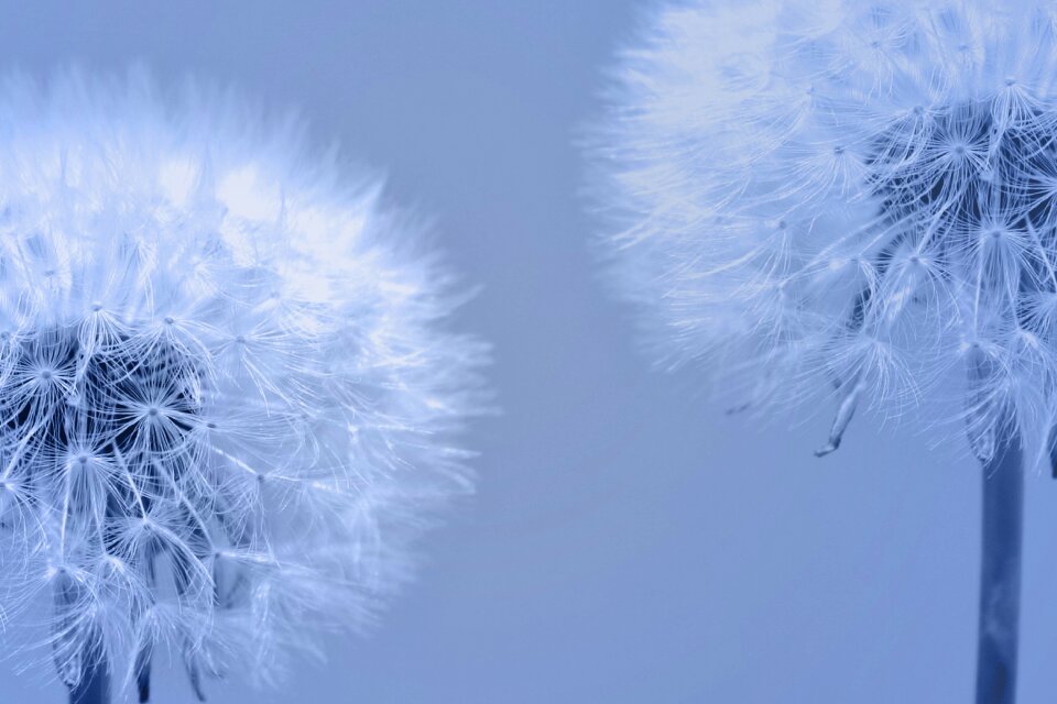Weed white blue plant