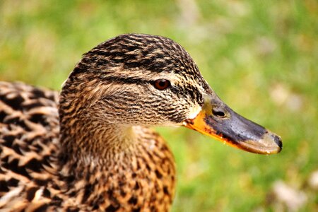 Plumage bill female
