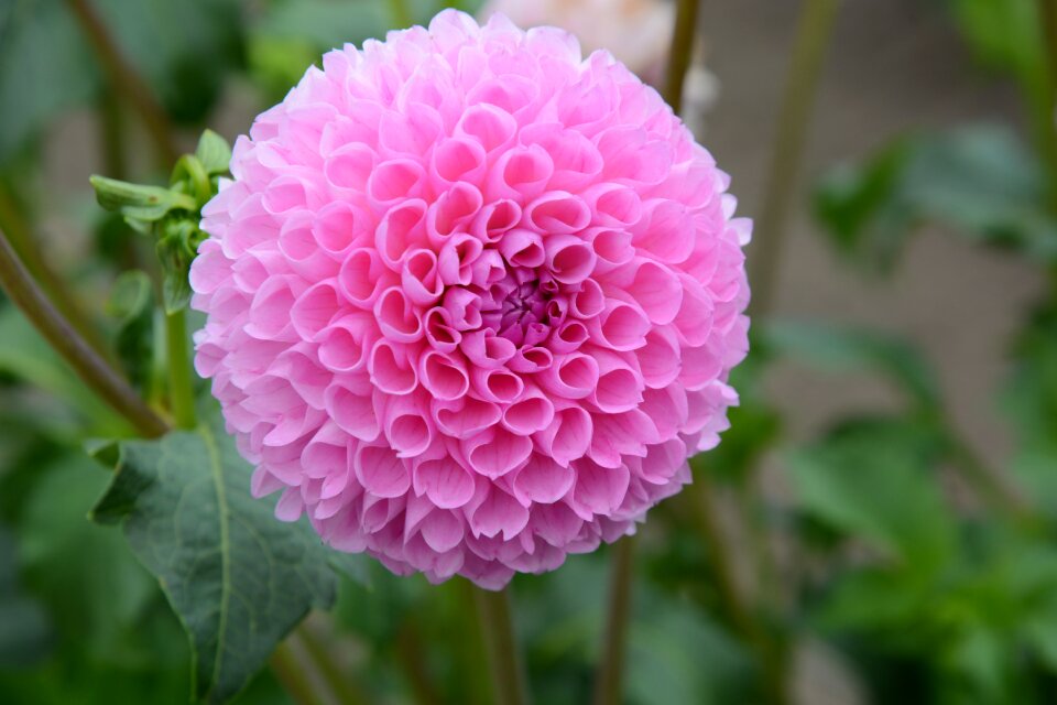 Nature pink petals