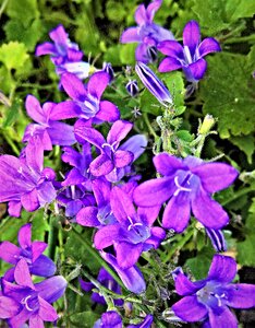 Blue violet cushion plant photo