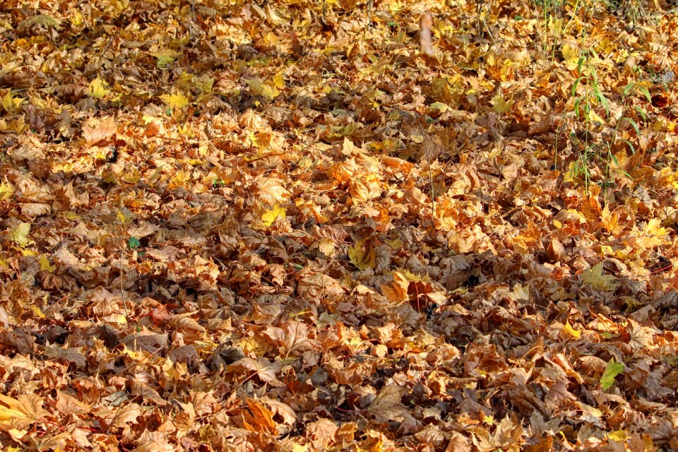 Forest fall color fall leaves