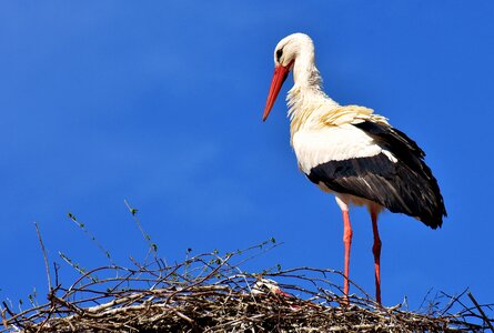 Plumage nature animal world photo