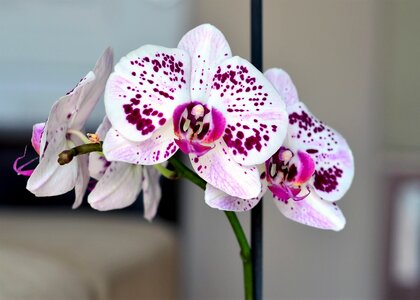 Nature plant beautiful