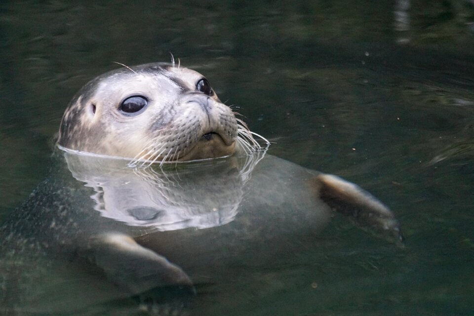 Swim animal world animals