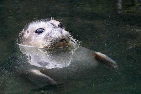 Swim animal world animals