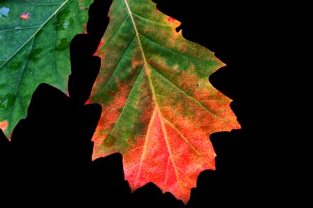 Forest fall color fall leaves photo