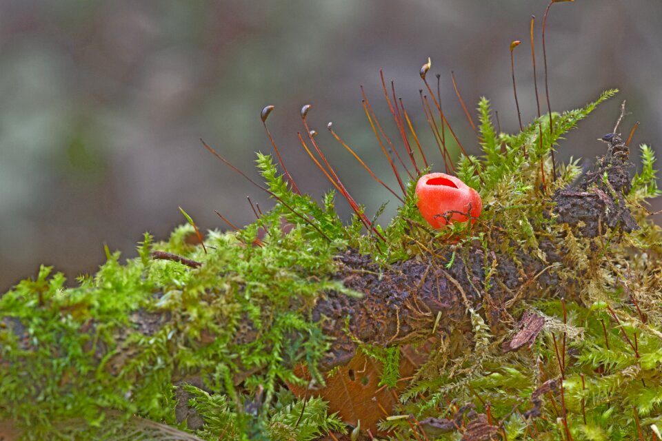 Sponge mini mushroom small mushroom