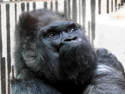 Mammal tiergarten nürnberg silverback