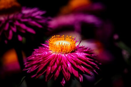 Nature purple red