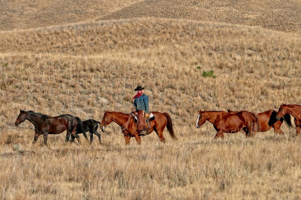 Cowboy ranch cattle