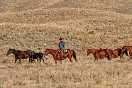 Cowboy ranch cattle photo