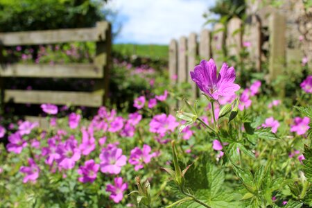 Flowers pink wooden gate