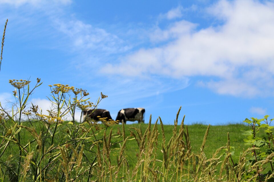 Cows cattle nature