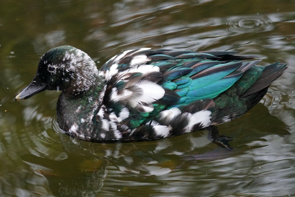 Bird water pond
