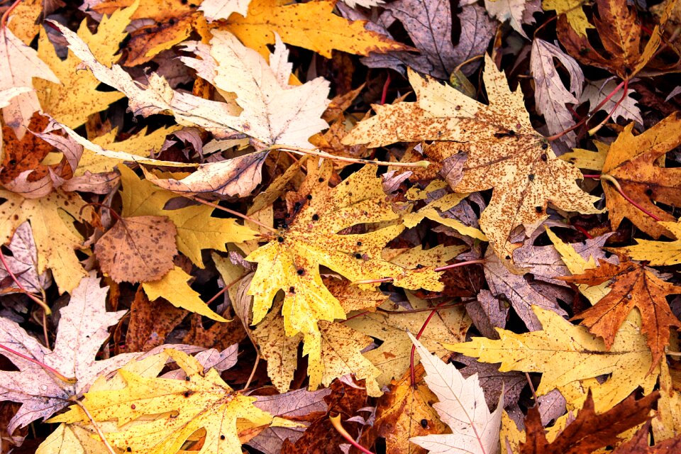 Forest fall color fall leaves
