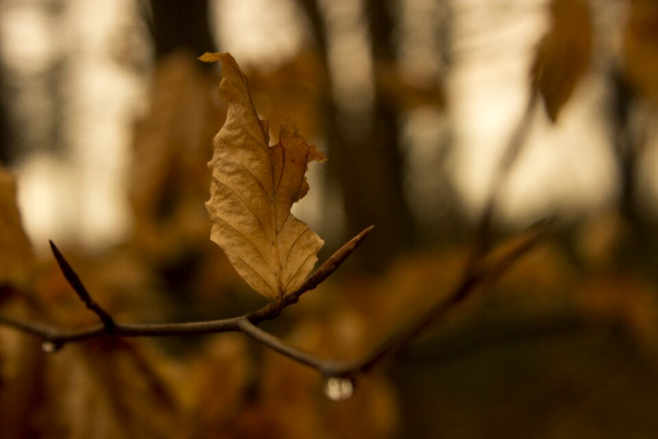 Tree brown aesthetic