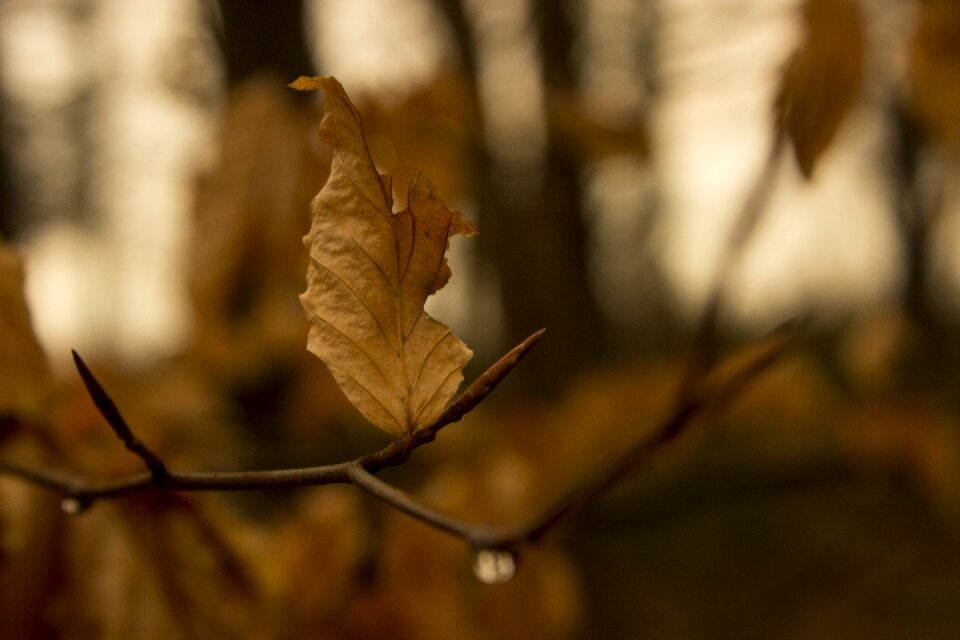 Tree brown aesthetic photo