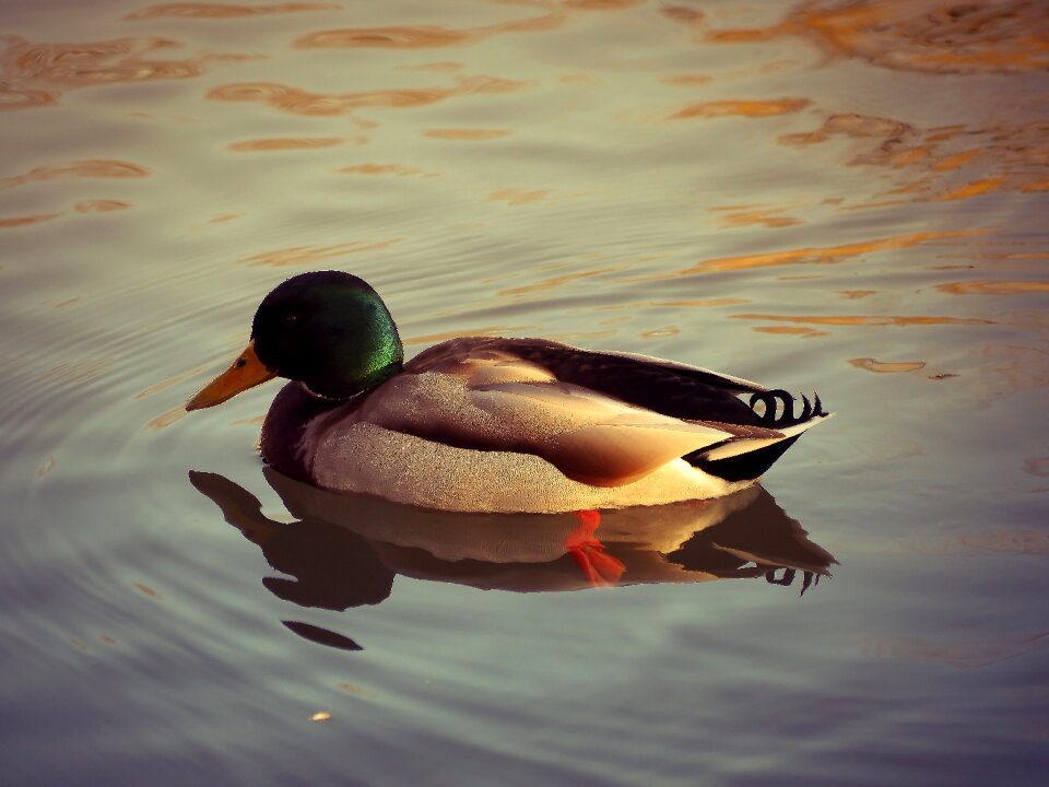 Water bird bird nature