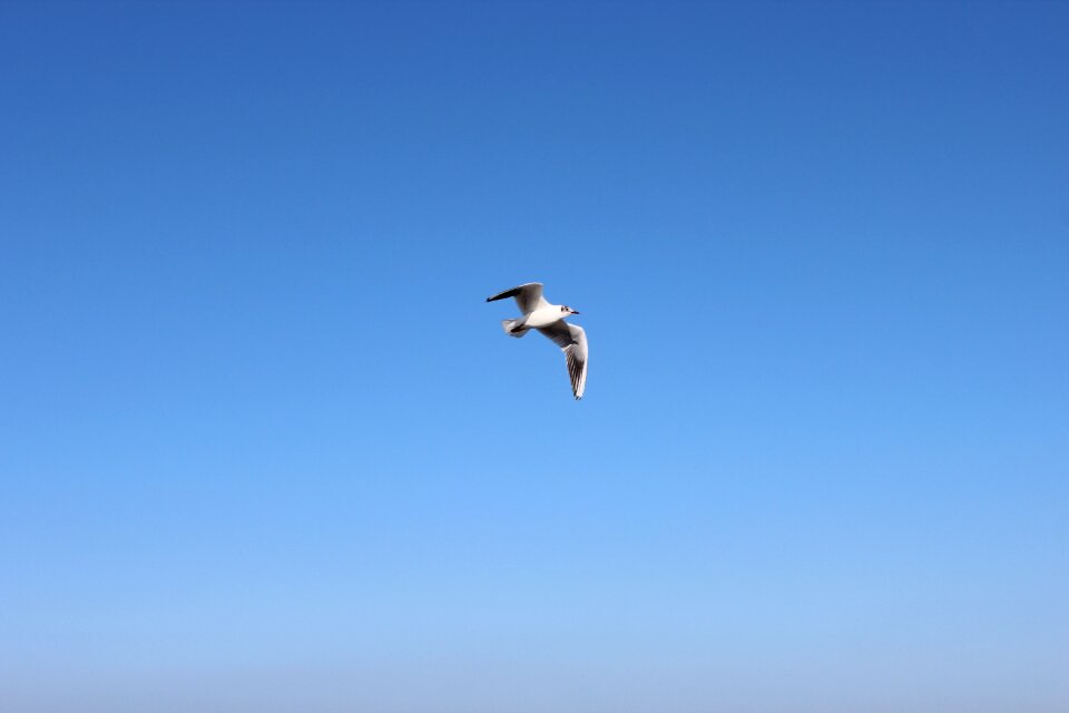 Flight cold plumage