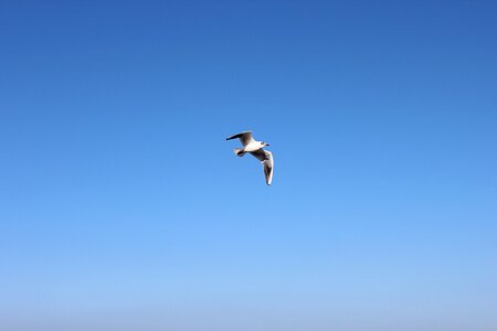 Flight cold plumage