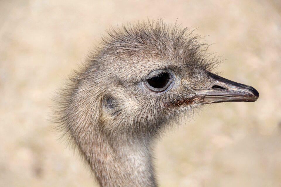 Eyes animal bird