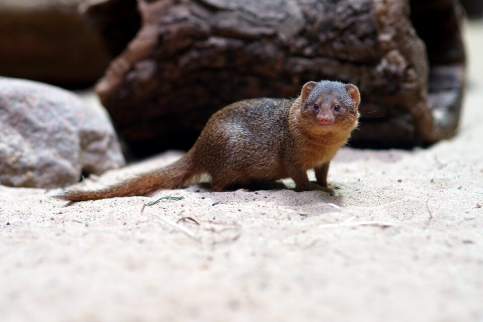 Mammal creature mongoose