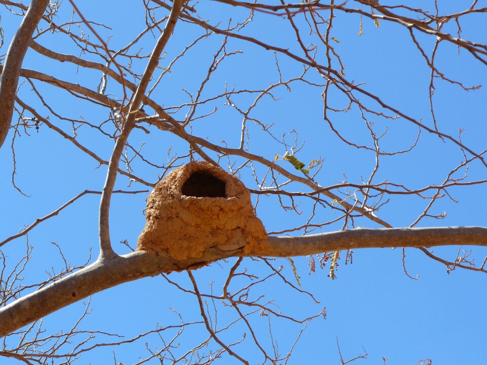 Animals brazil bird