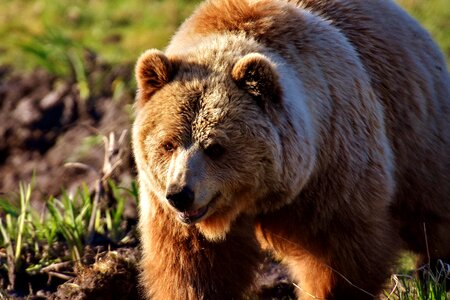 Dangerous animal world fur