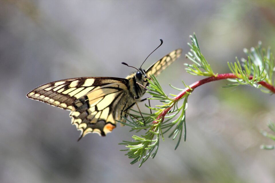 Insect natural summer