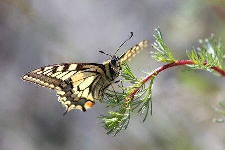 Insect natural summer