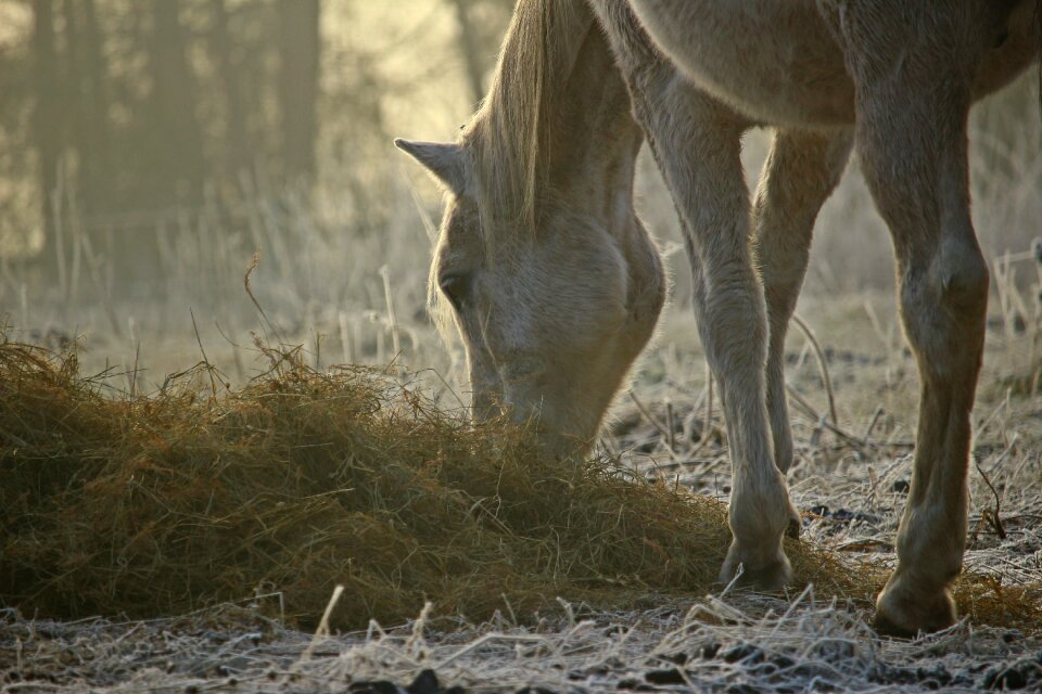 Morning mist pasture mood